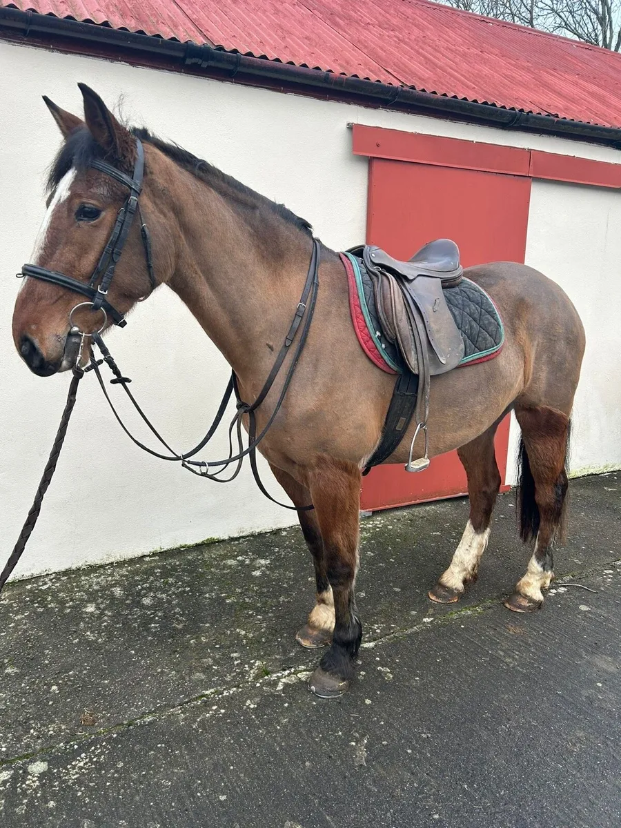 4yo ID cob x - Image 1