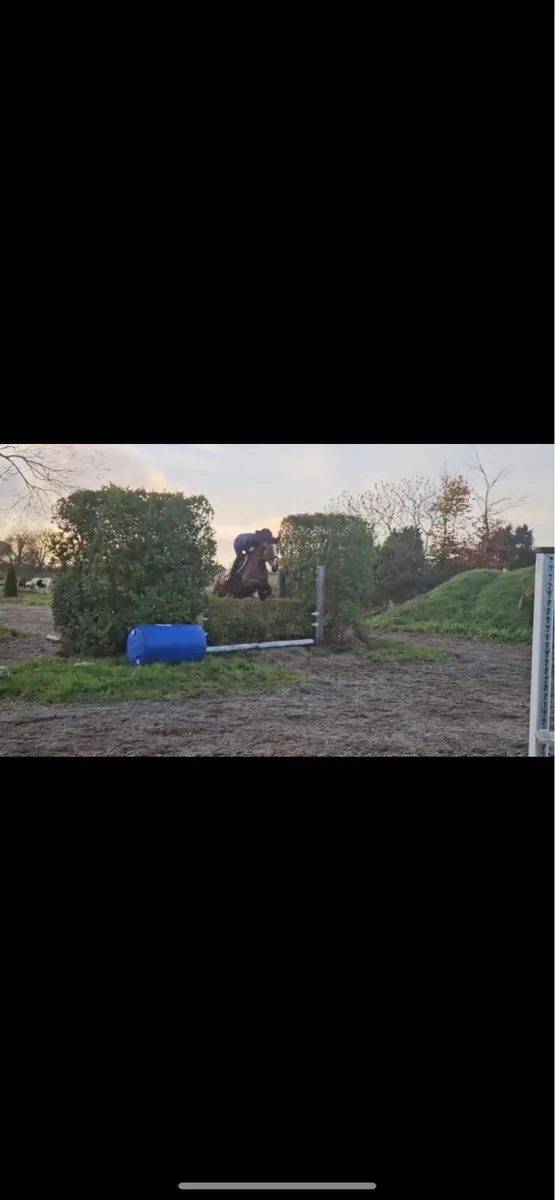 4yo ID cob x - Image 3