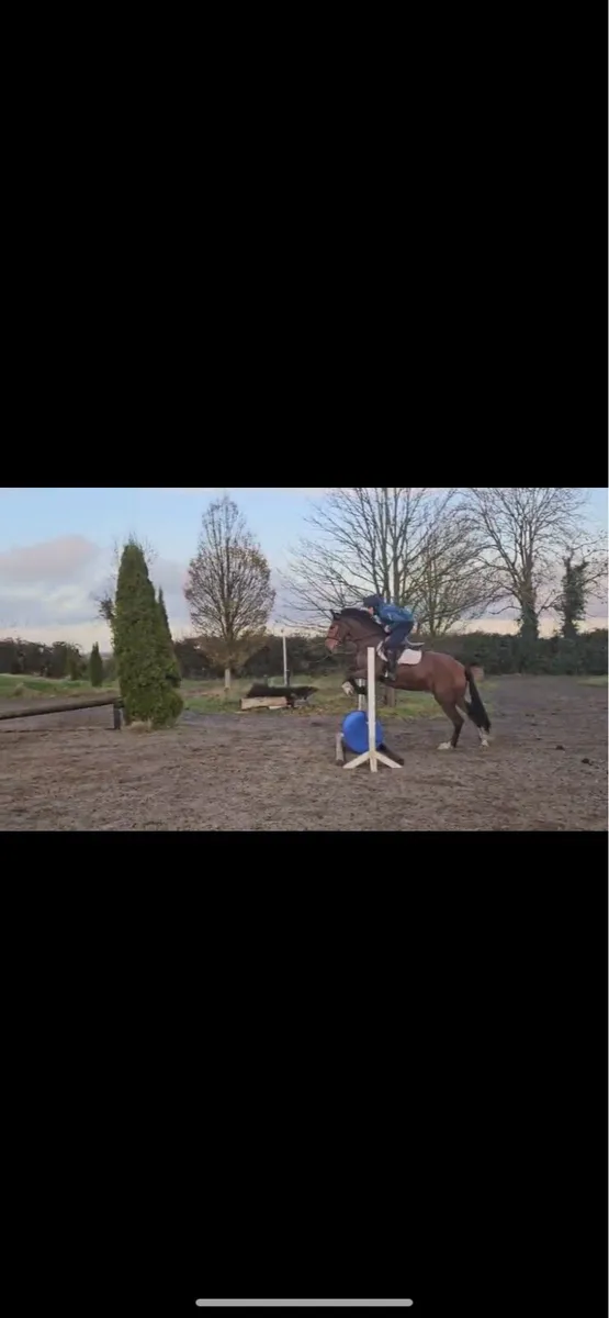 4yo ID cob x - Image 4