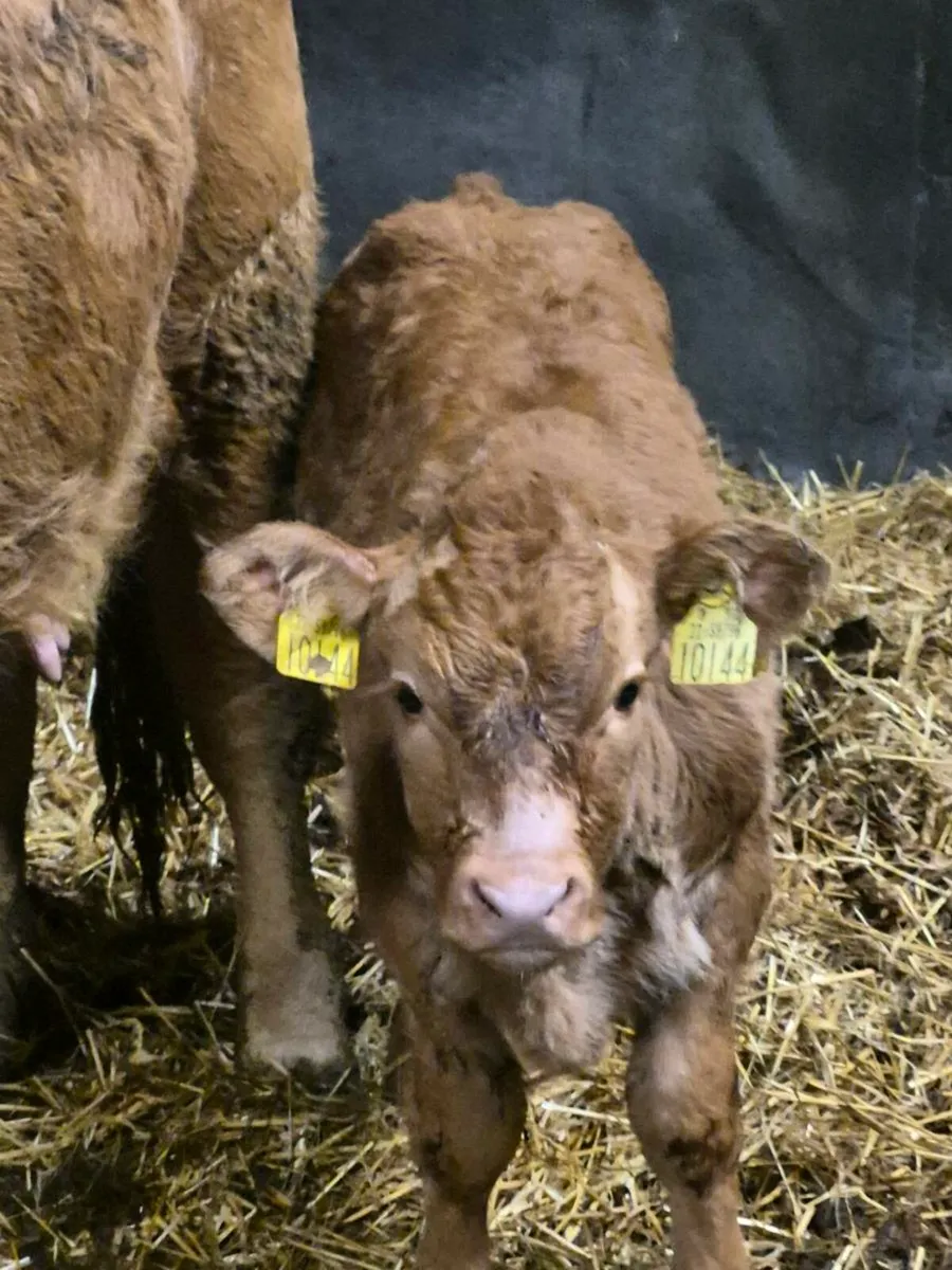 Smashing suck calf - Image 1