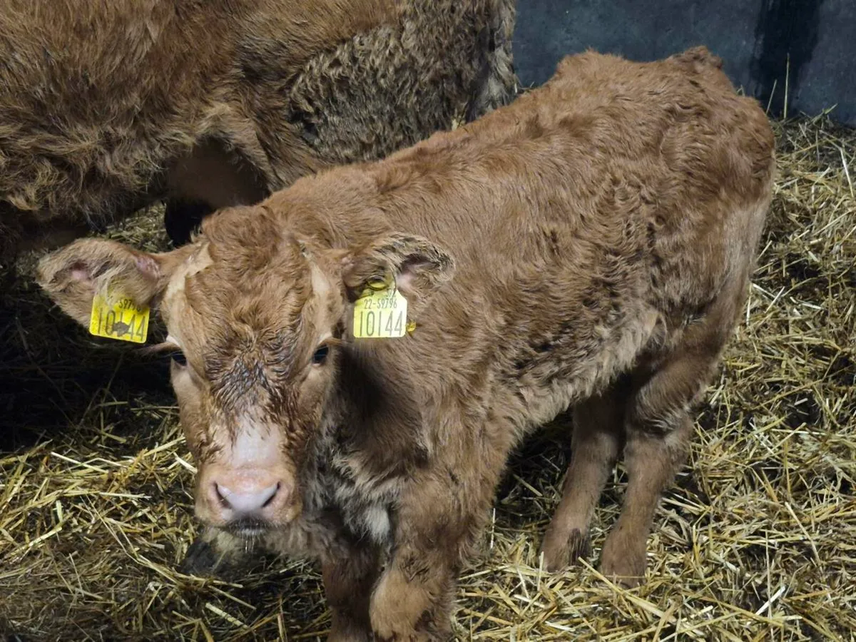 Smashing suck calf - Image 2