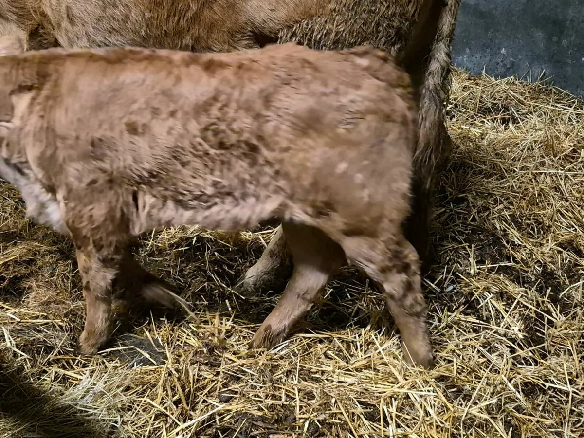 Smashing suck calf - Image 3