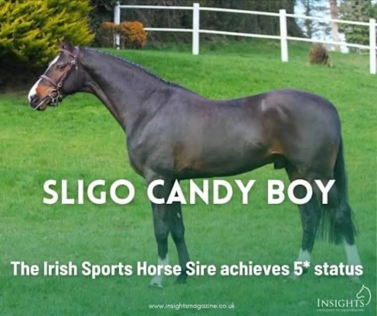 Breeding Right Sligo Candy Boy