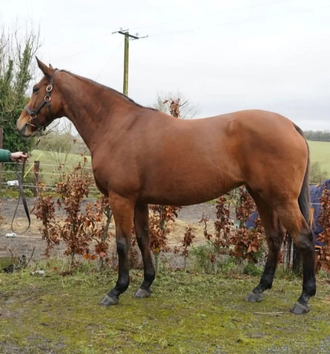 Fastnet rock broodmare - Image 1