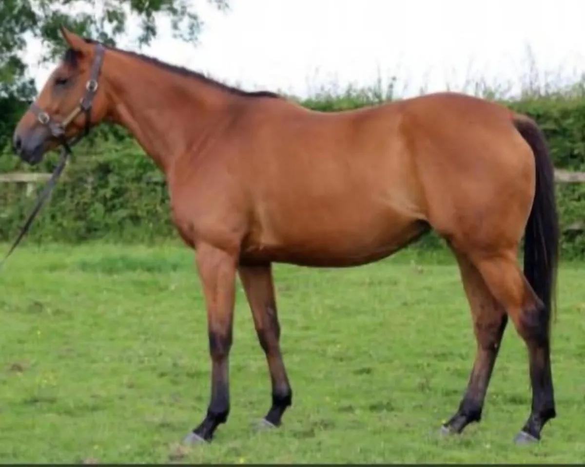 Fastnet rock broodmare - Image 2