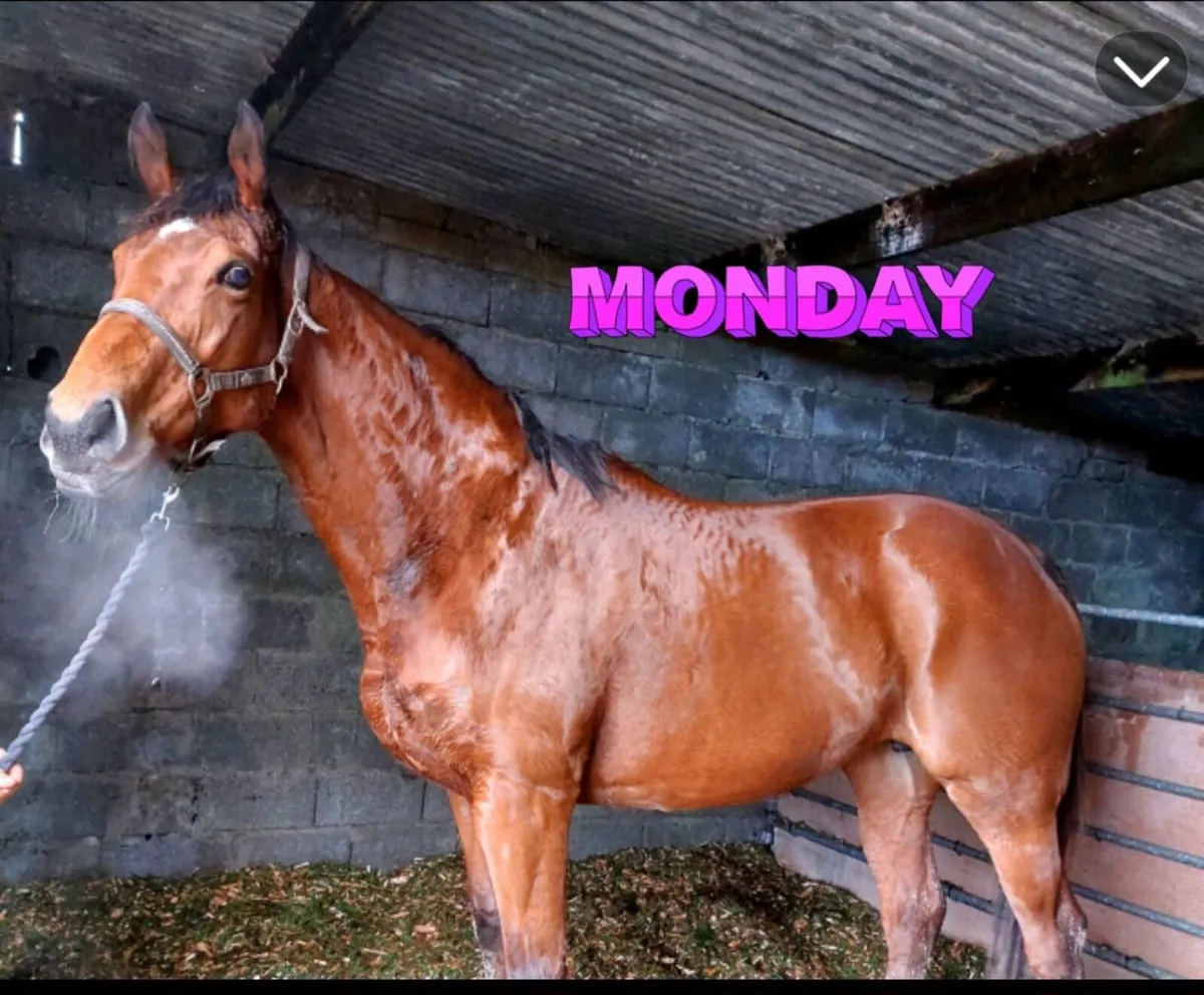 Fastnet rock broodmare - Image 3