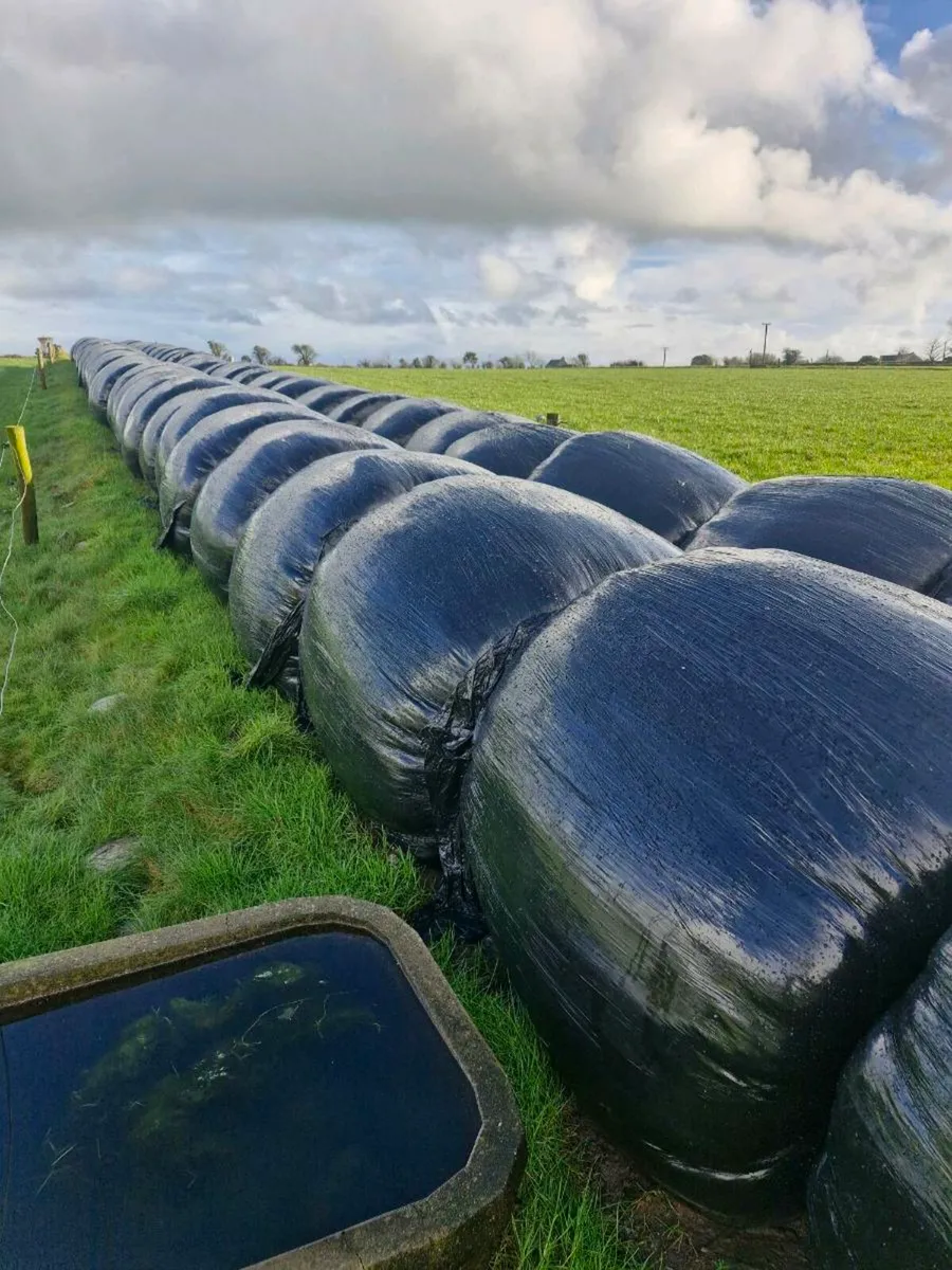 Silage bales for sale
