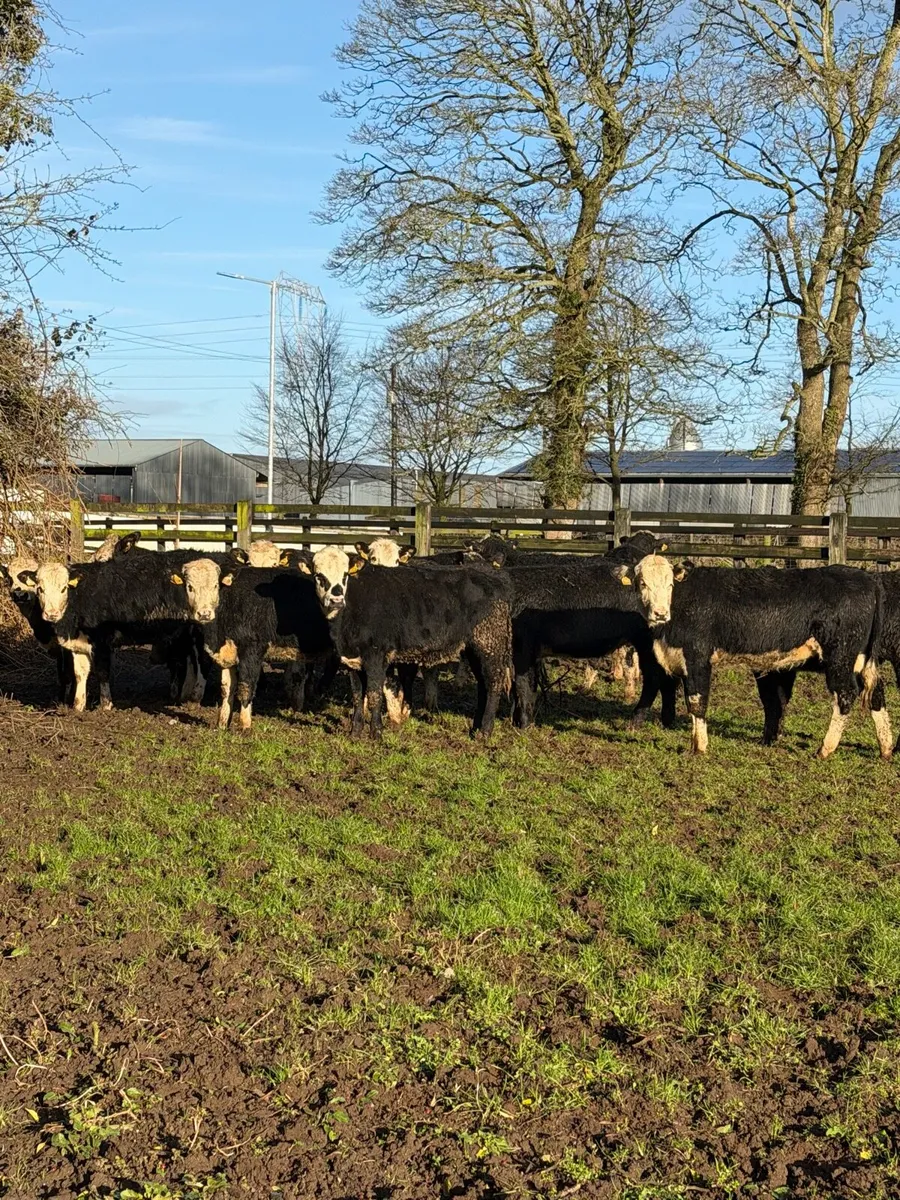 16 super White head Heifers - Image 1