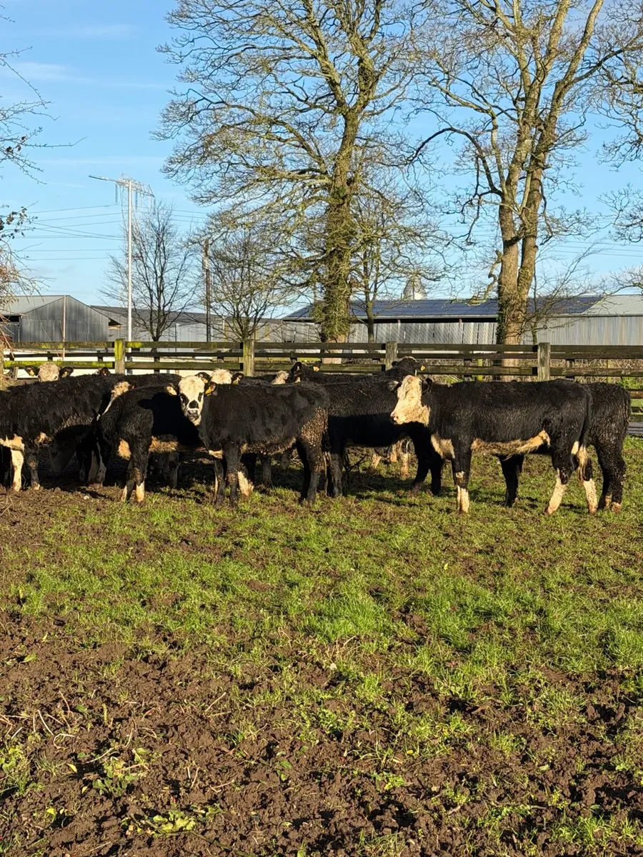16 super White head Heifers - Image 2