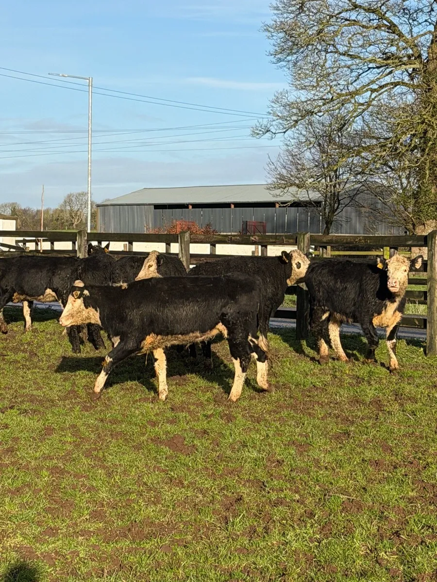 16 super White head Heifers - Image 3