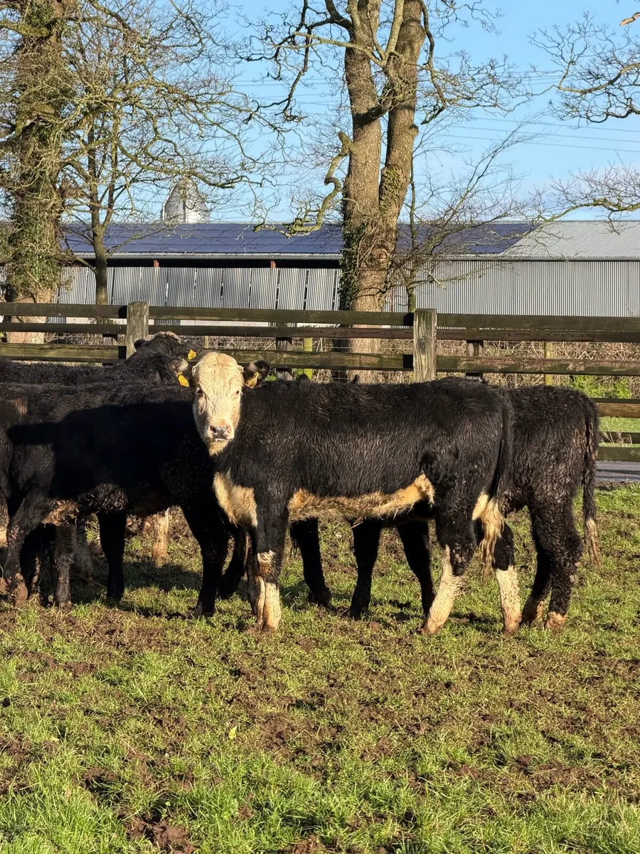 16 super White head Heifers - Image 4