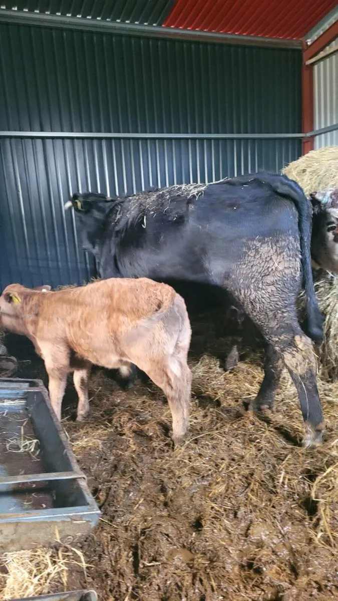 Lim heifer and lim bull calf - Image 1