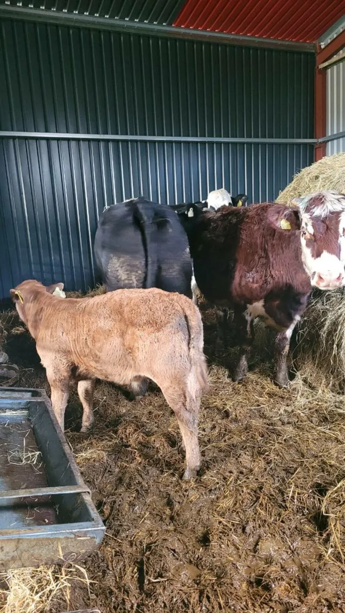Lim heifer and lim bull calf - Image 2
