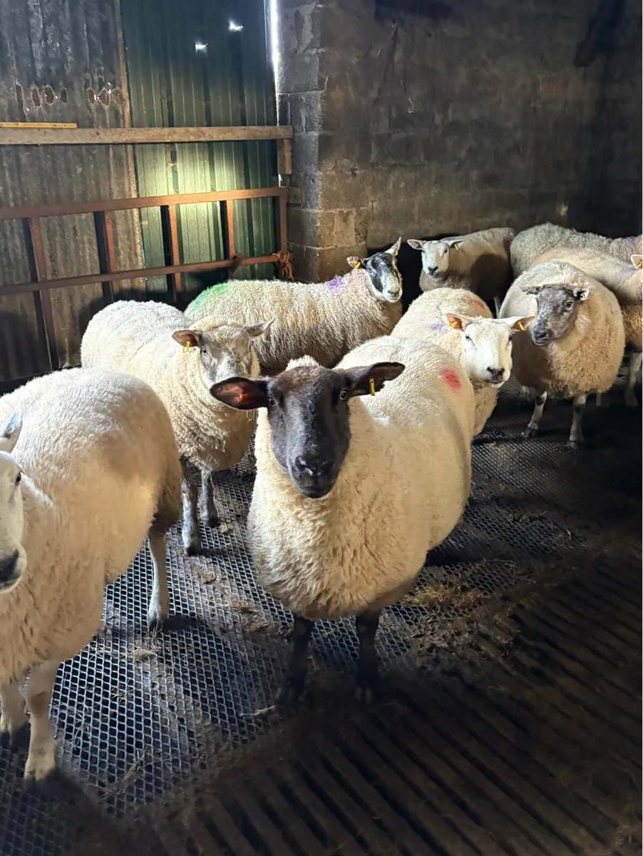 Inlamb ewes - Image 1