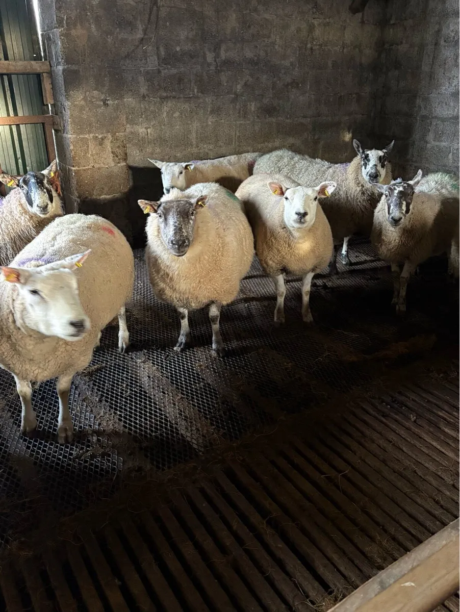 Inlamb ewes - Image 2