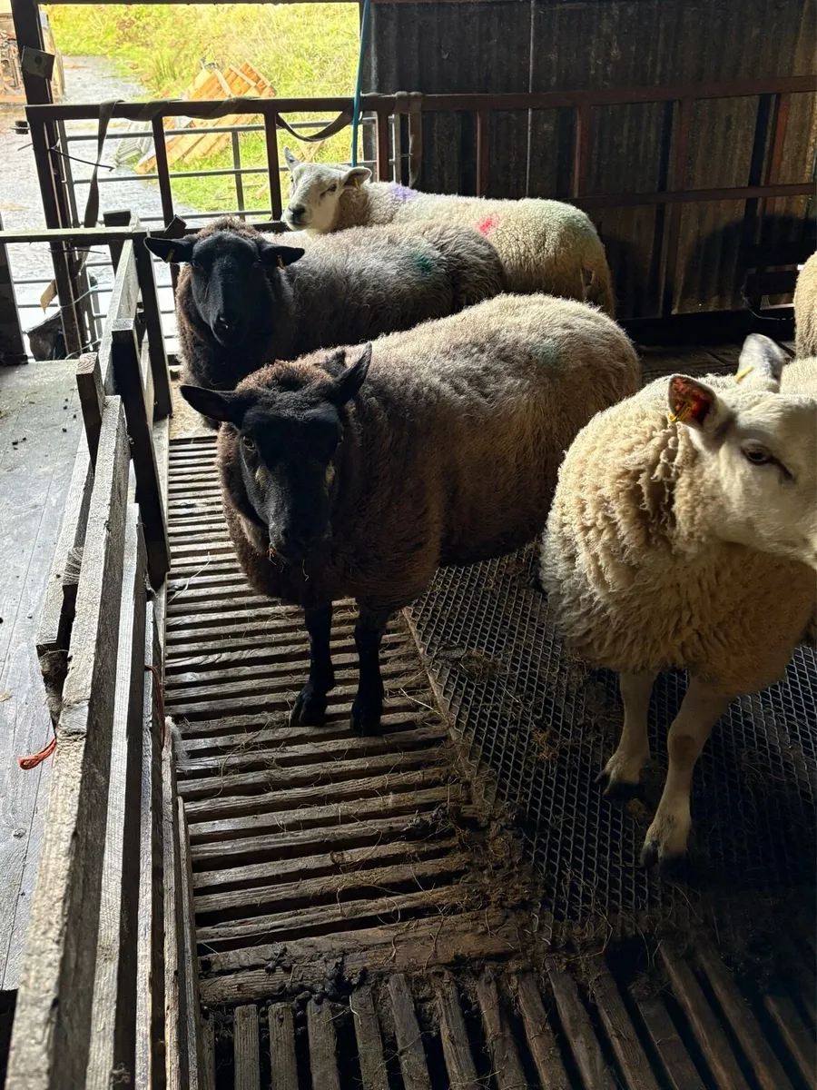 Inlamb ewes - Image 3