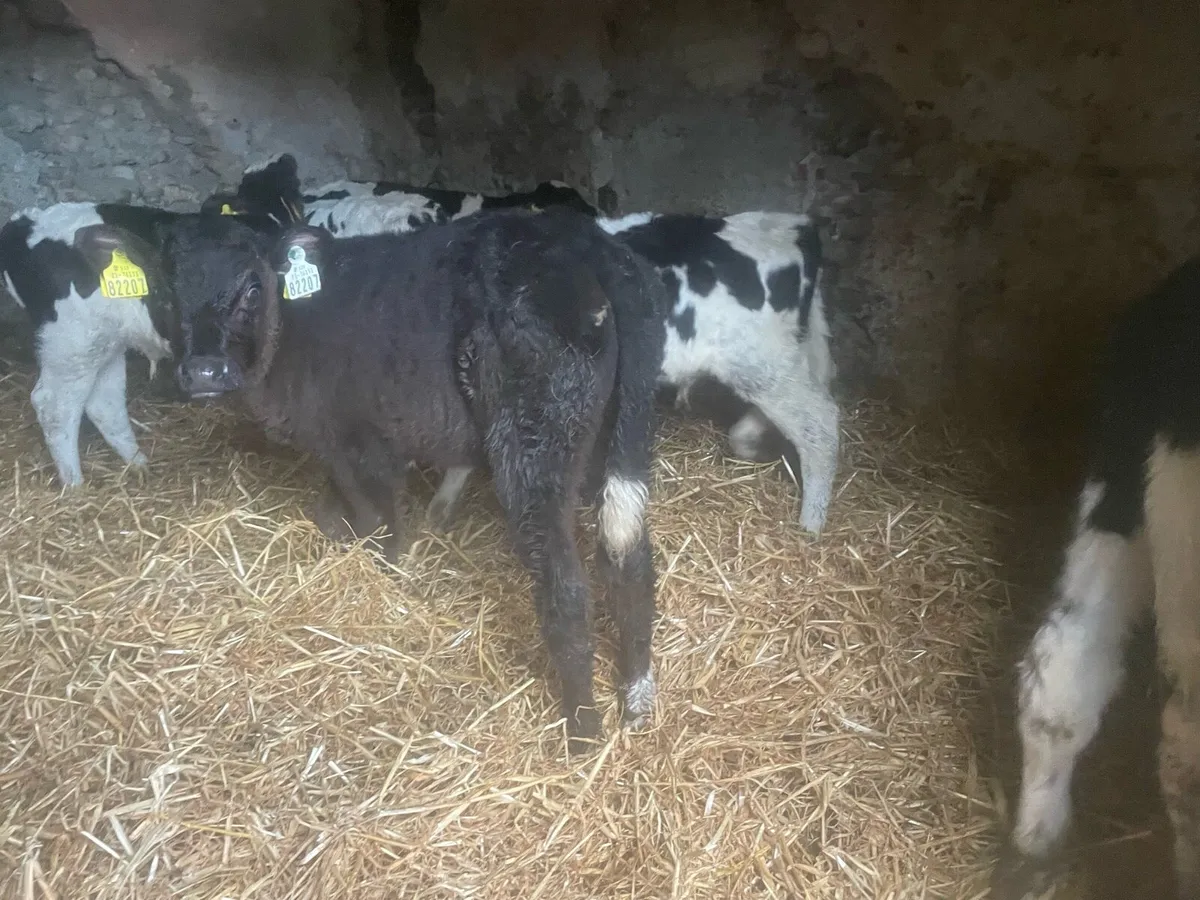 Fresian bull calves - Image 1