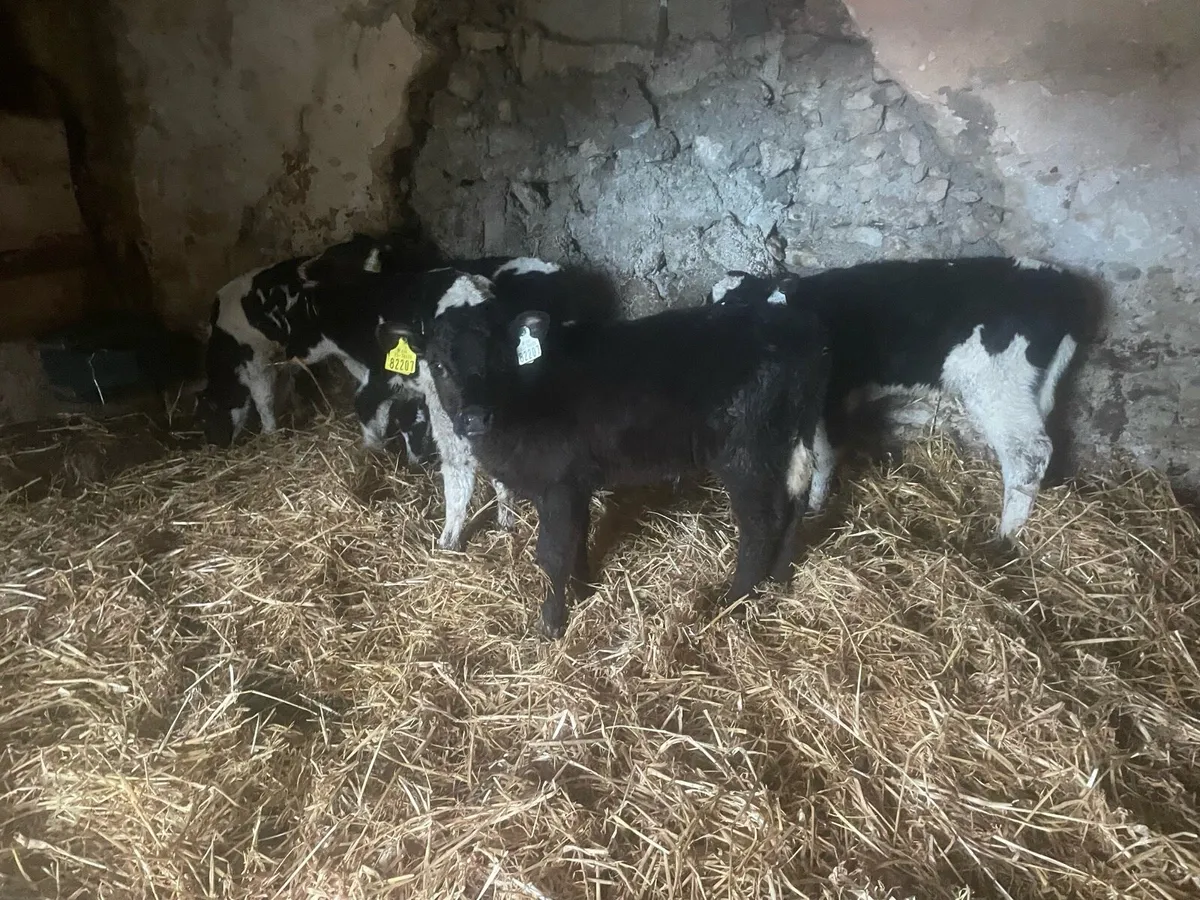 Fresian bull calves - Image 4