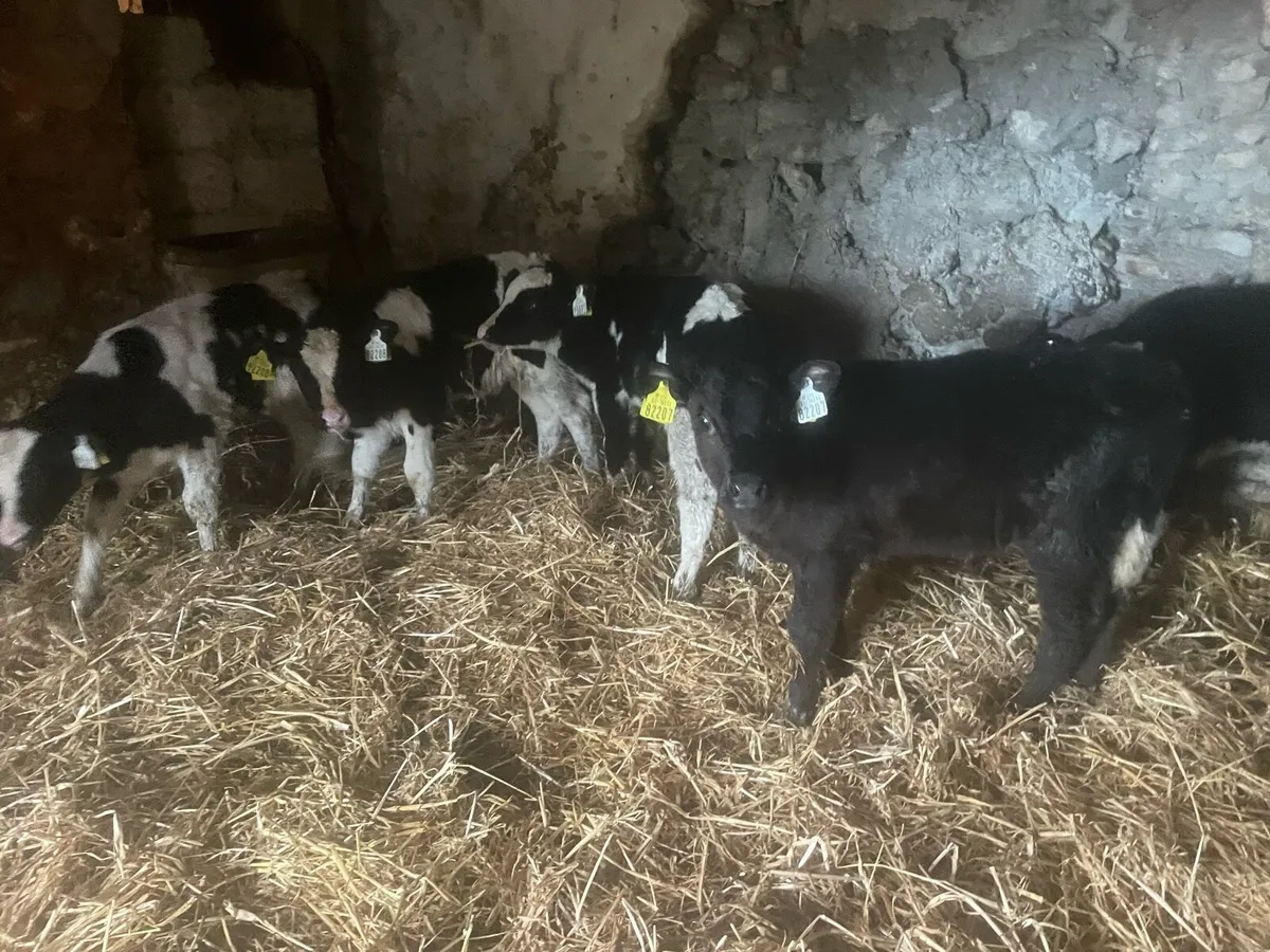 Fresian bull calves - Image 2