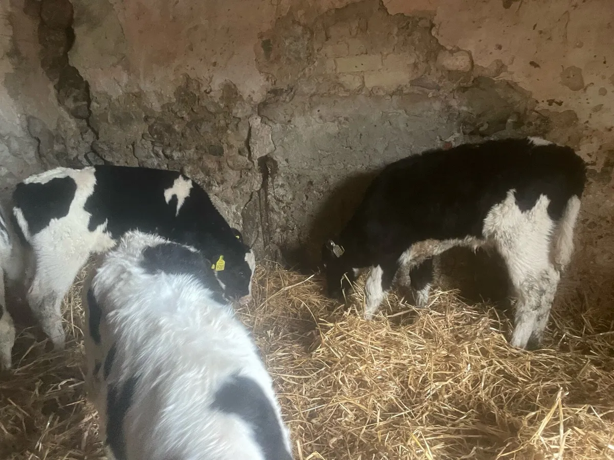 Fresian bull calves - Image 3