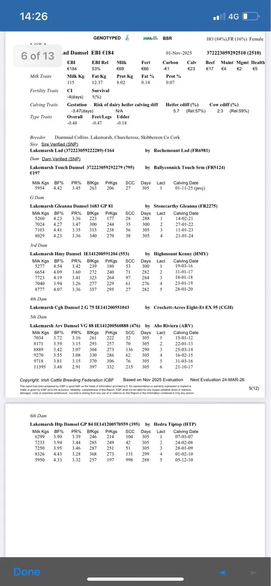 Pedigree heifer calves - Image 2
