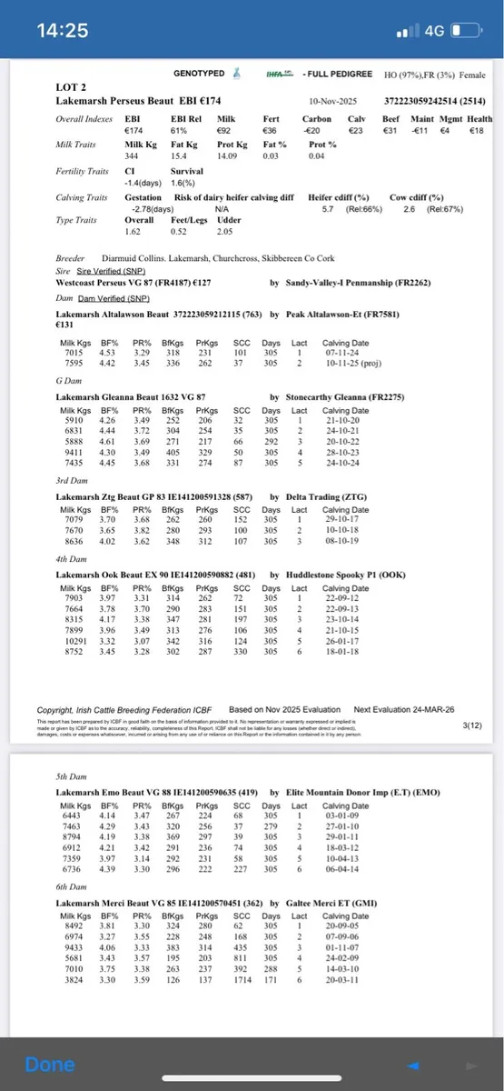 Pedigree heifer calves - Image 3