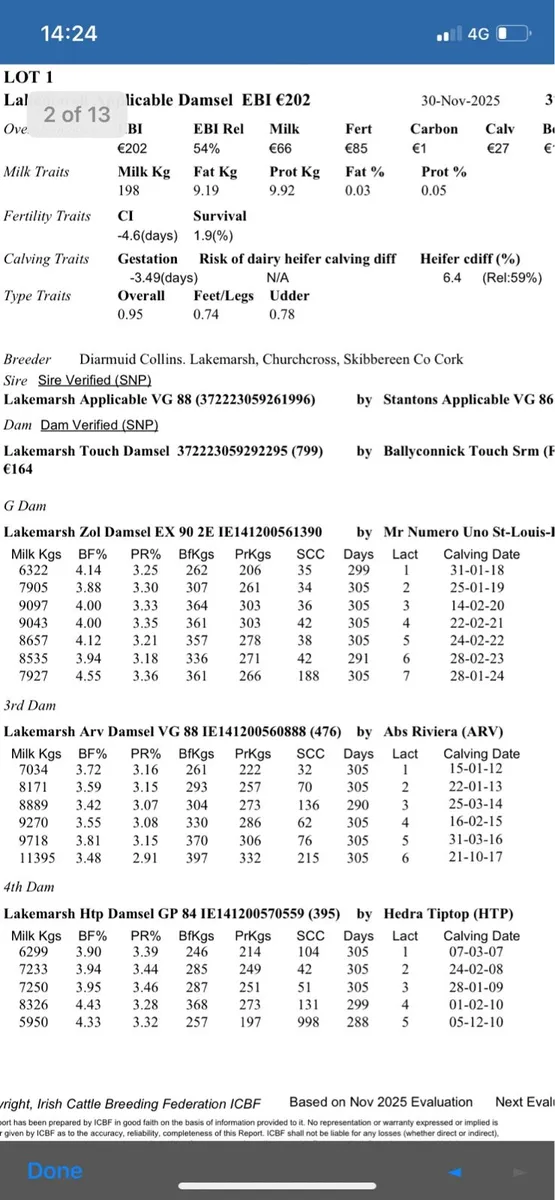 Pedigree heifer calves - Image 4
