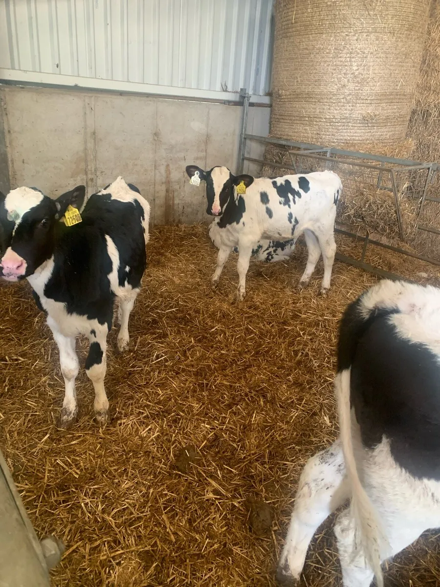 Pedigree heifer calves - Image 1