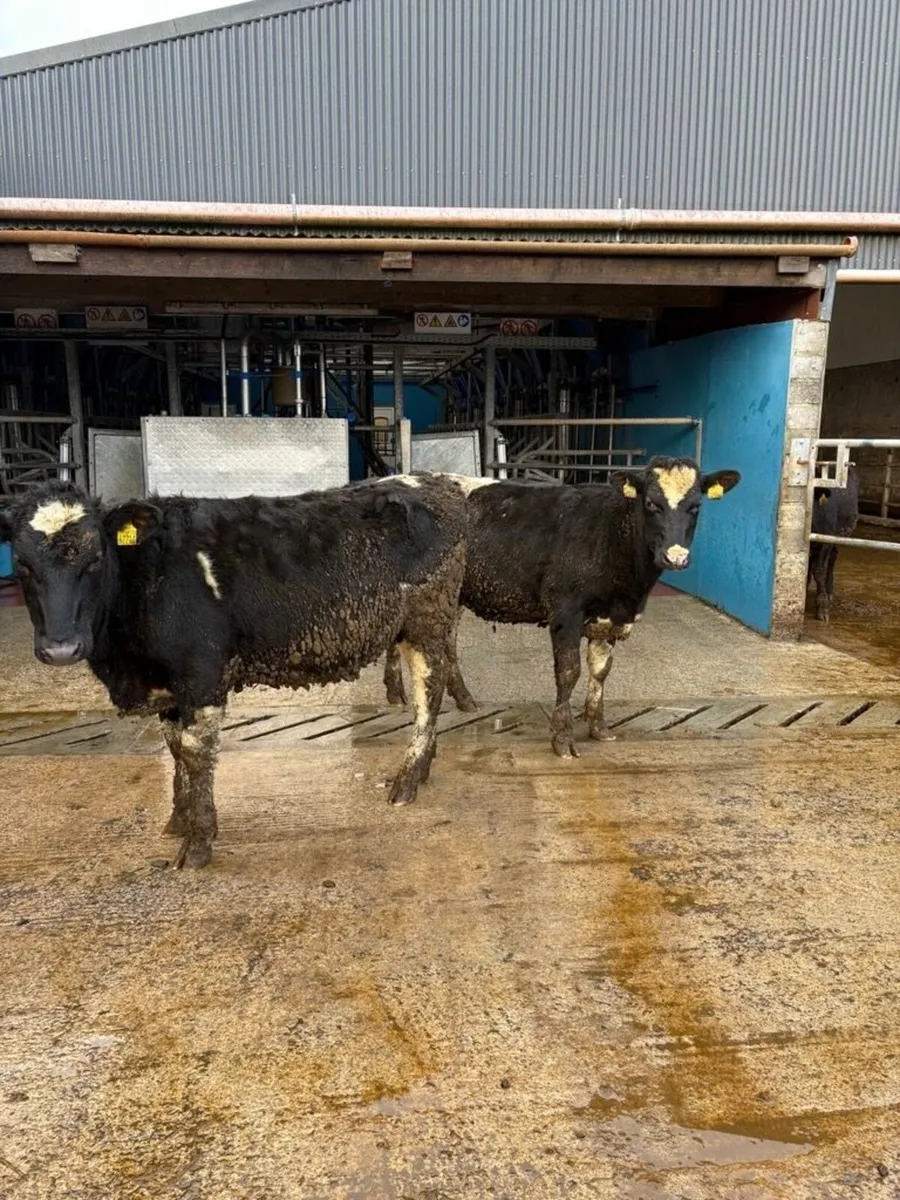 Maiden Heifers - Image 1