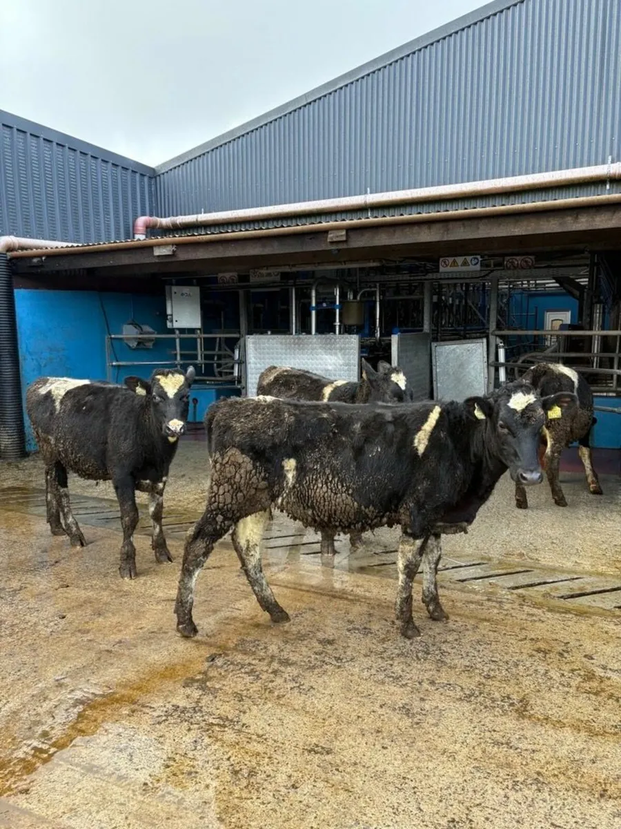 Maiden Heifers - Image 2