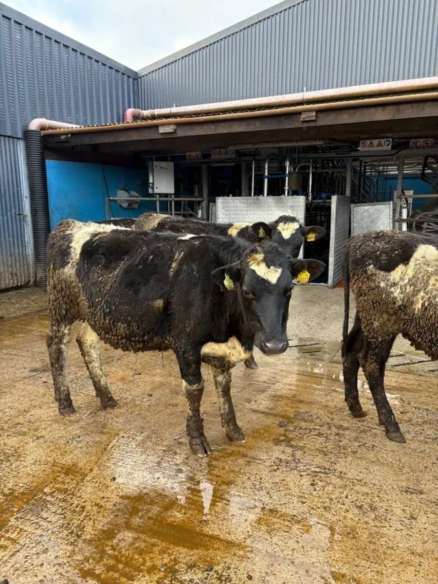 Maiden Heifers - Image 3