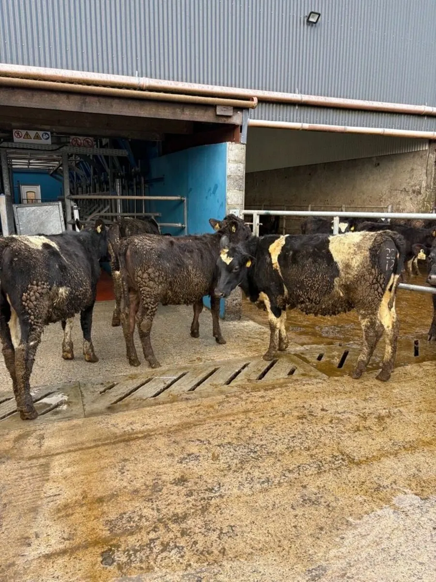 Maiden Heifers - Image 4