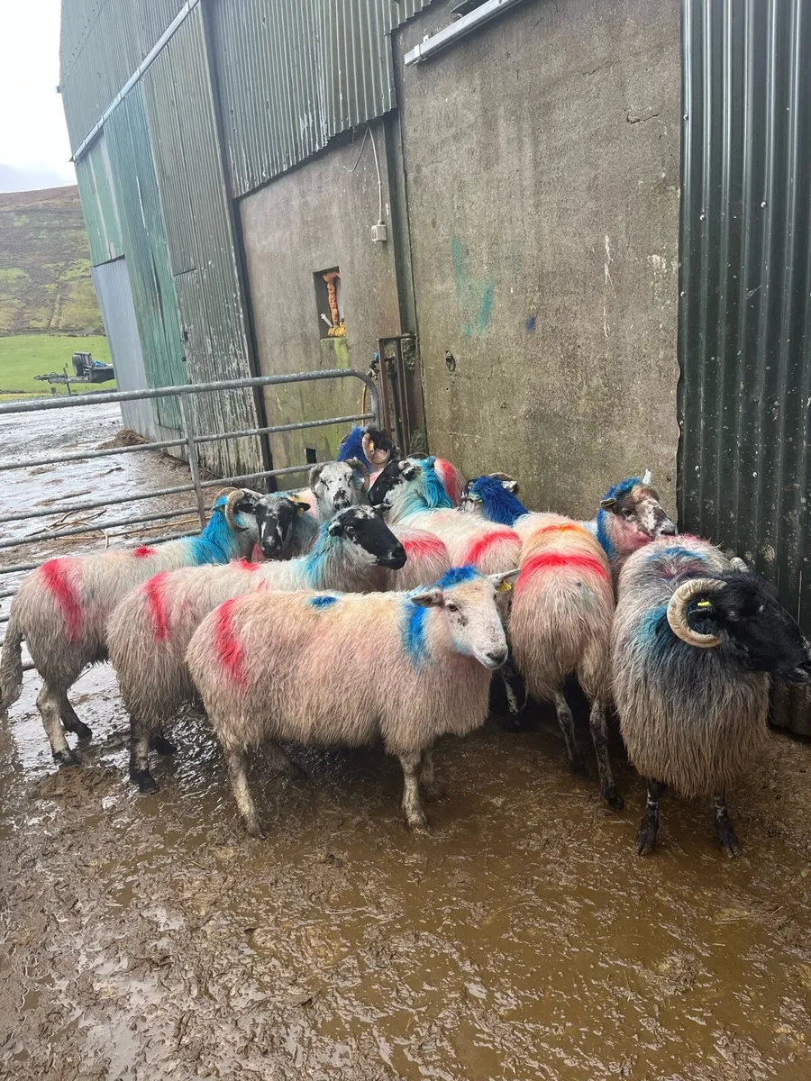 In lamb ewes - Image 3