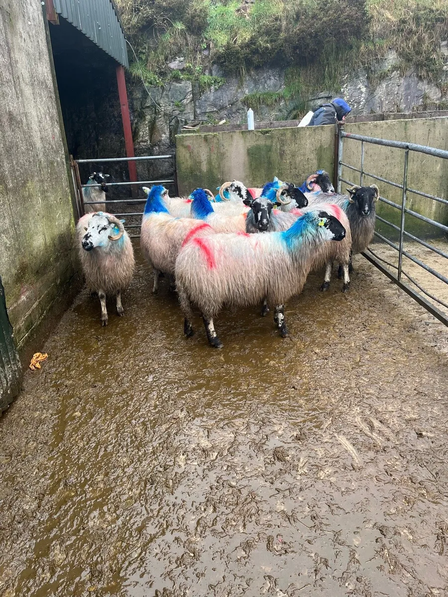 In lamb ewes - Image 4