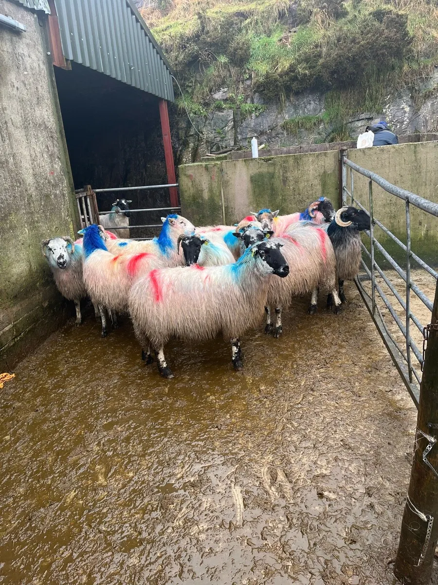 In lamb ewes - Image 1