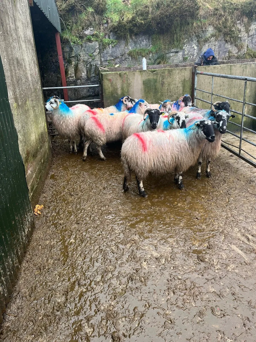 In lamb ewes - Image 2