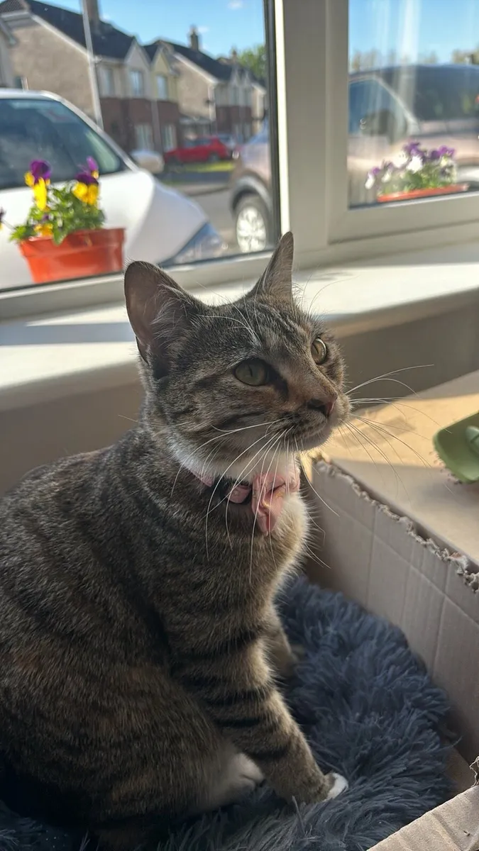 Cat Rehoming - Image 3