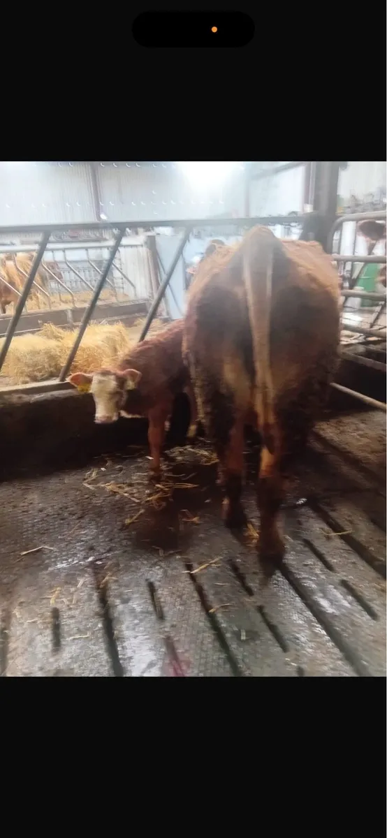 Heifer with heifer calf at foot - Image 3