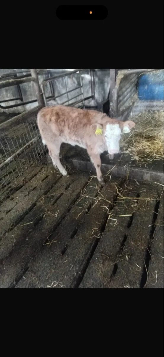 Heifer with heifer calf at foot - Image 4