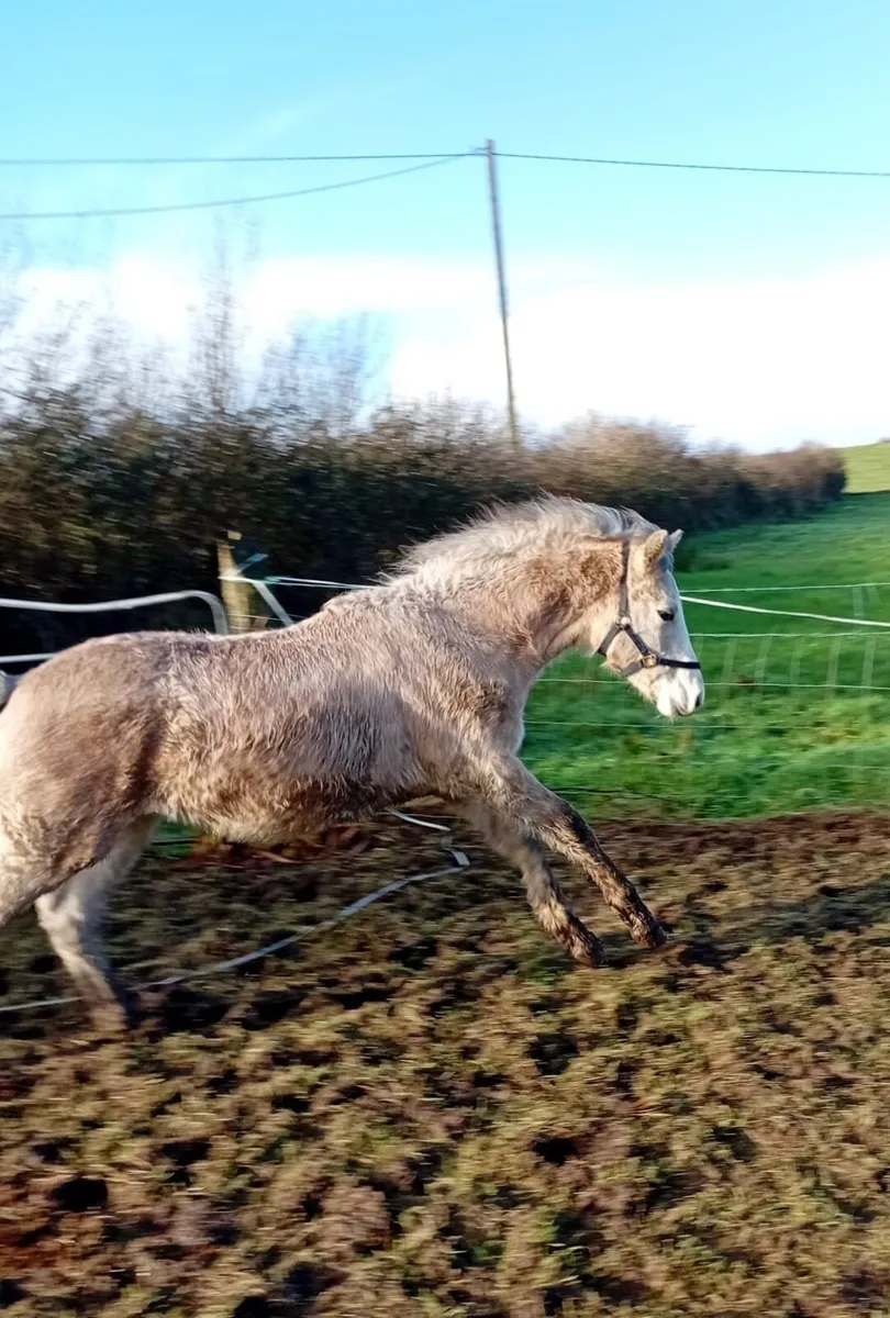 Connemara Colt Foal - Image 1