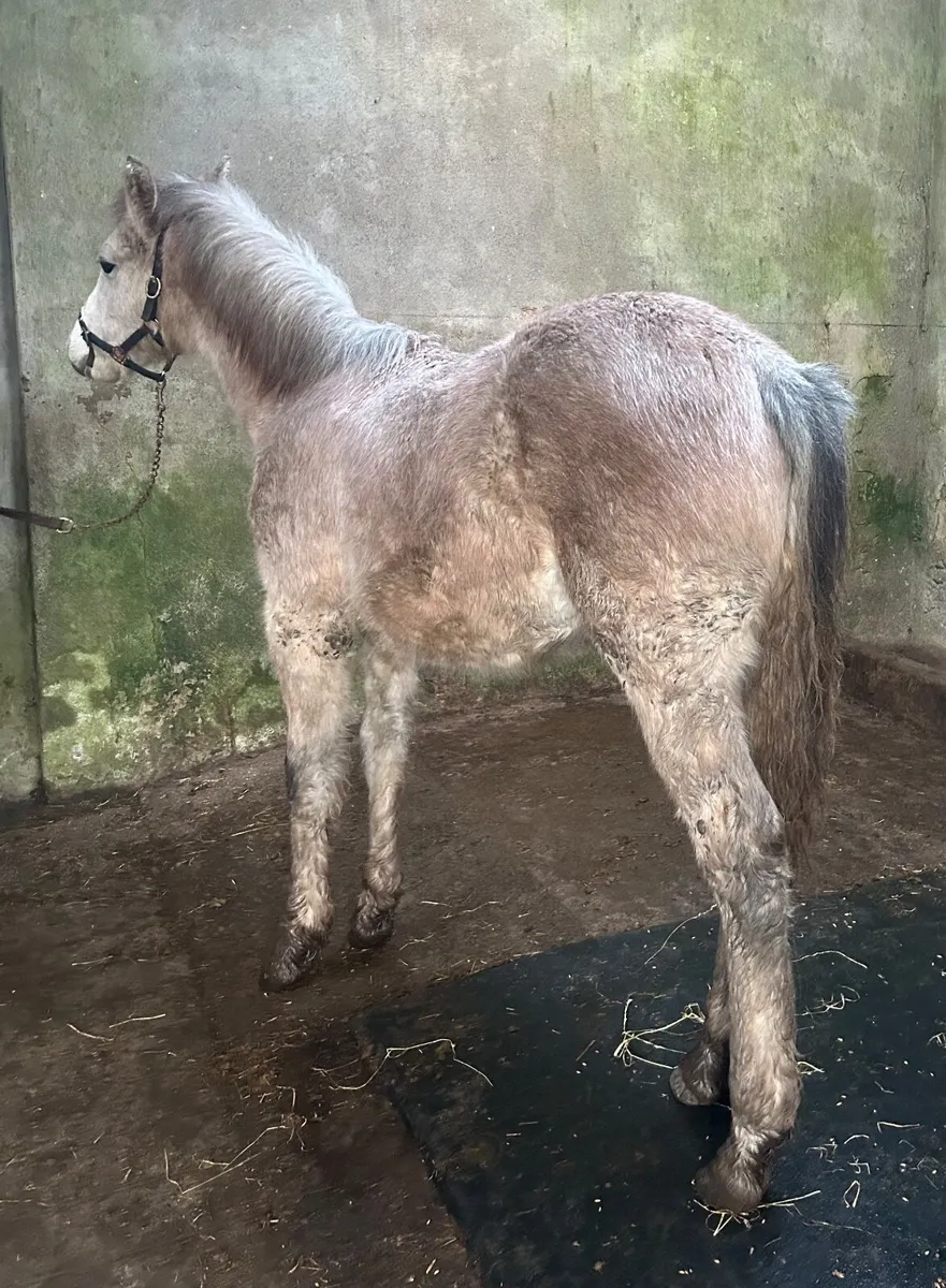 Connemara Colt Foal - Image 2