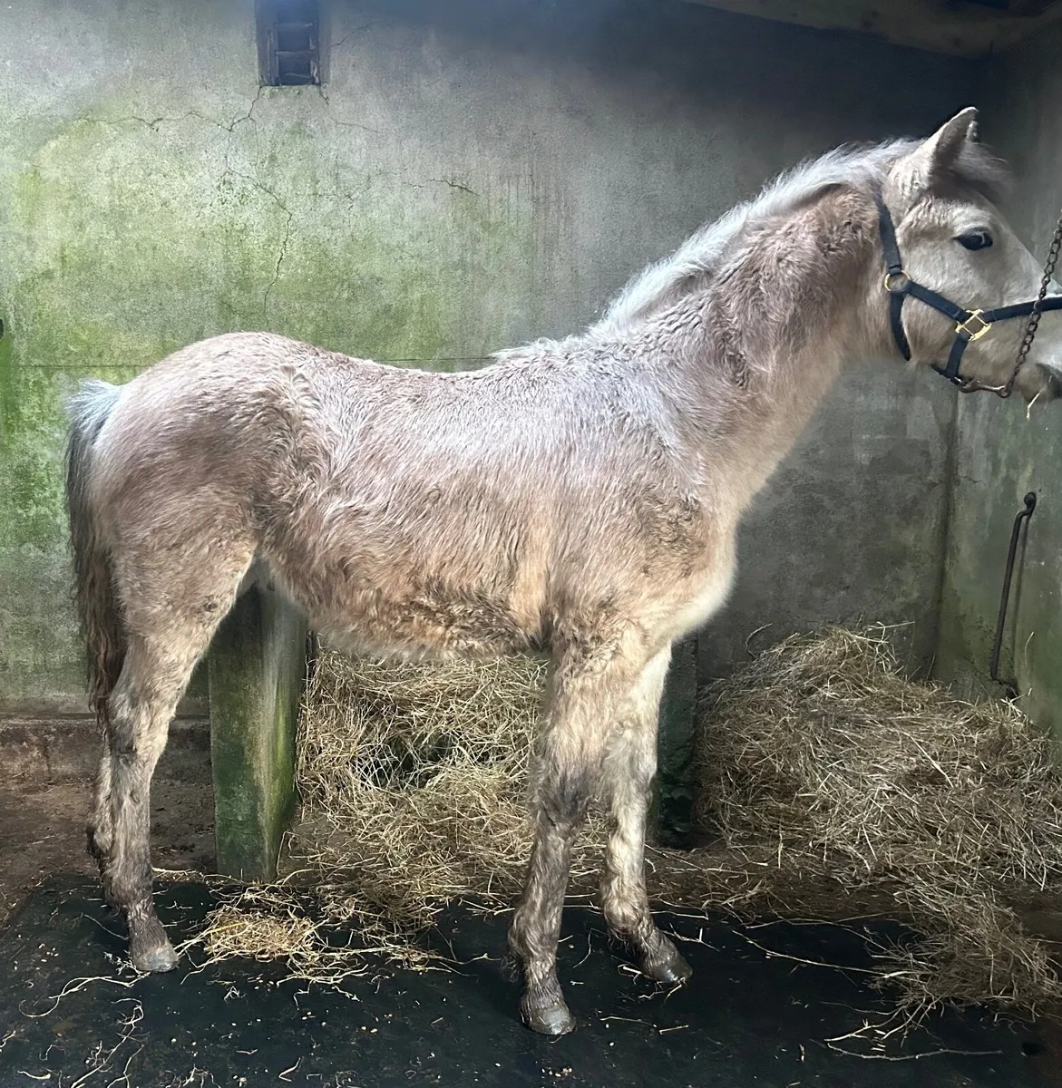 Connemara Colt Foal - Image 3