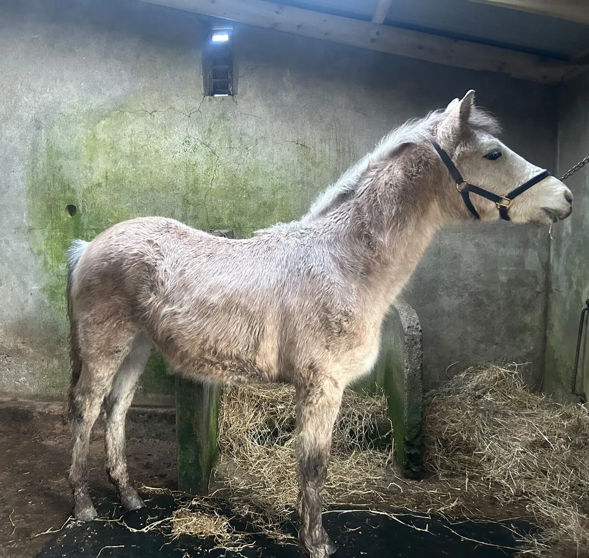 Connemara Colt Foal - Image 4