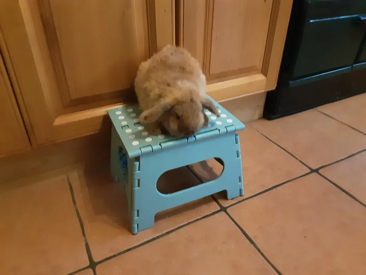 Mini lops and lionhead lops - Image 1