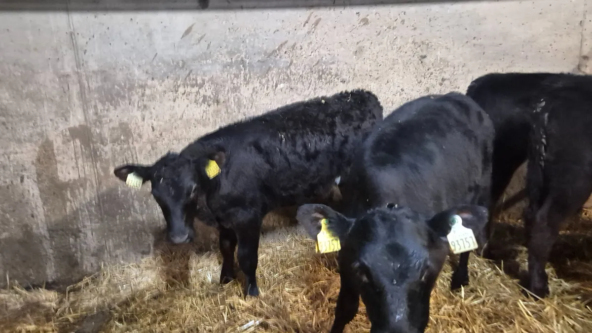 7 Smashing Aberdeen Angus Heifers for sale - Image 3