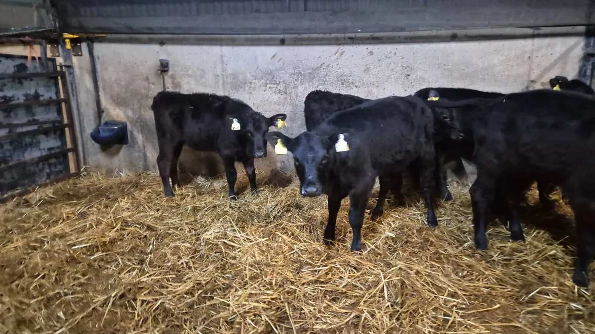 7 Smashing Aberdeen Angus Heifers for sale - Image 1