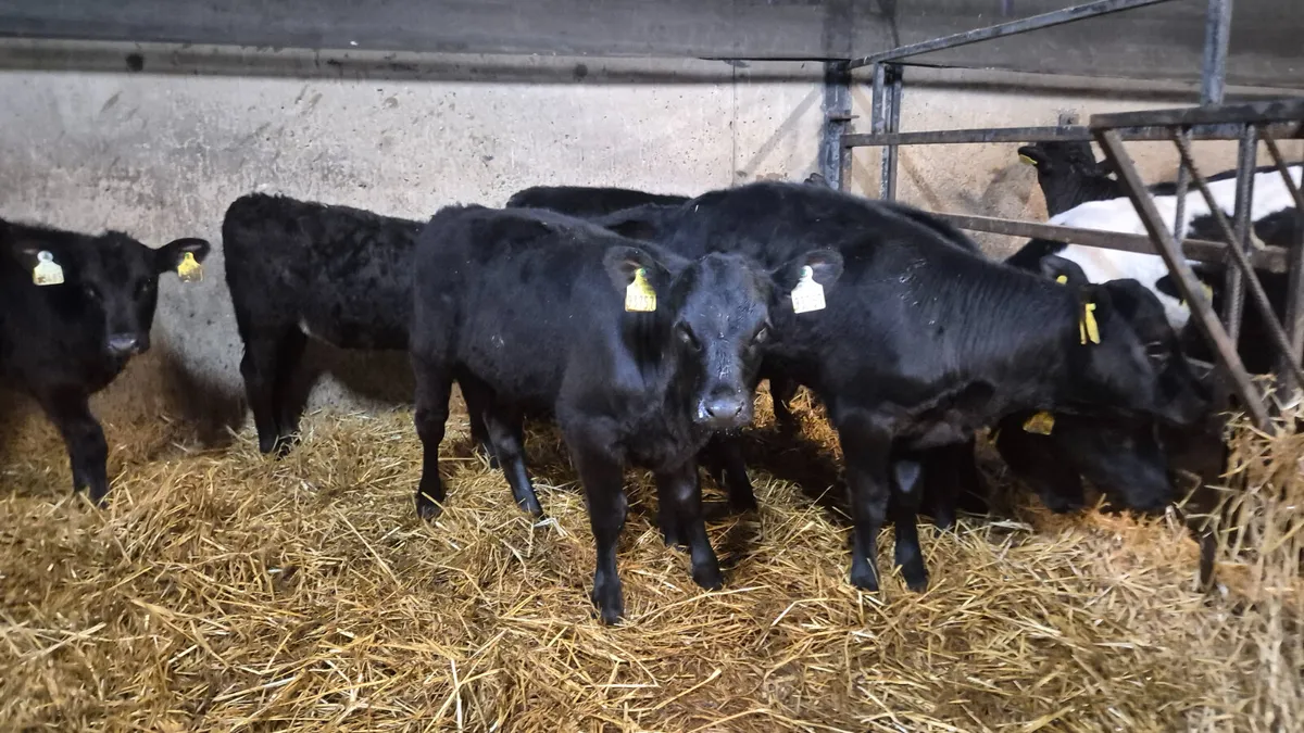 7 Smashing Aberdeen Angus Heifers for sale - Image 2