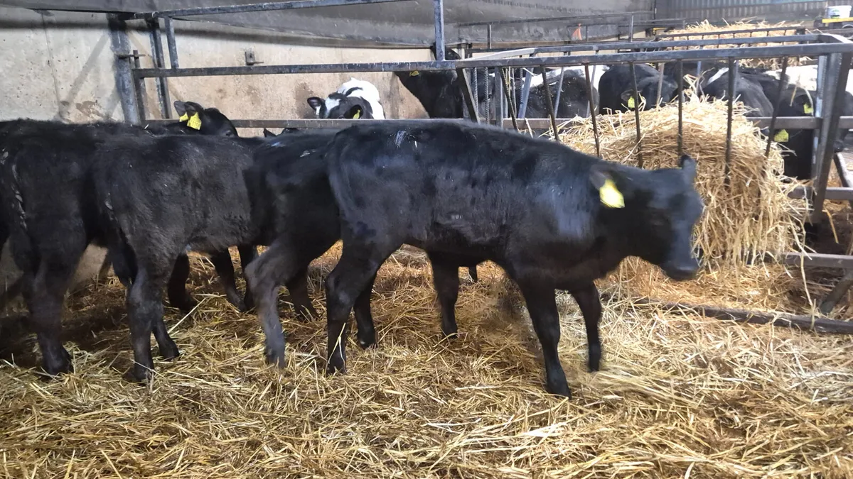 7 Smashing Aberdeen Angus Heifers for sale - Image 4
