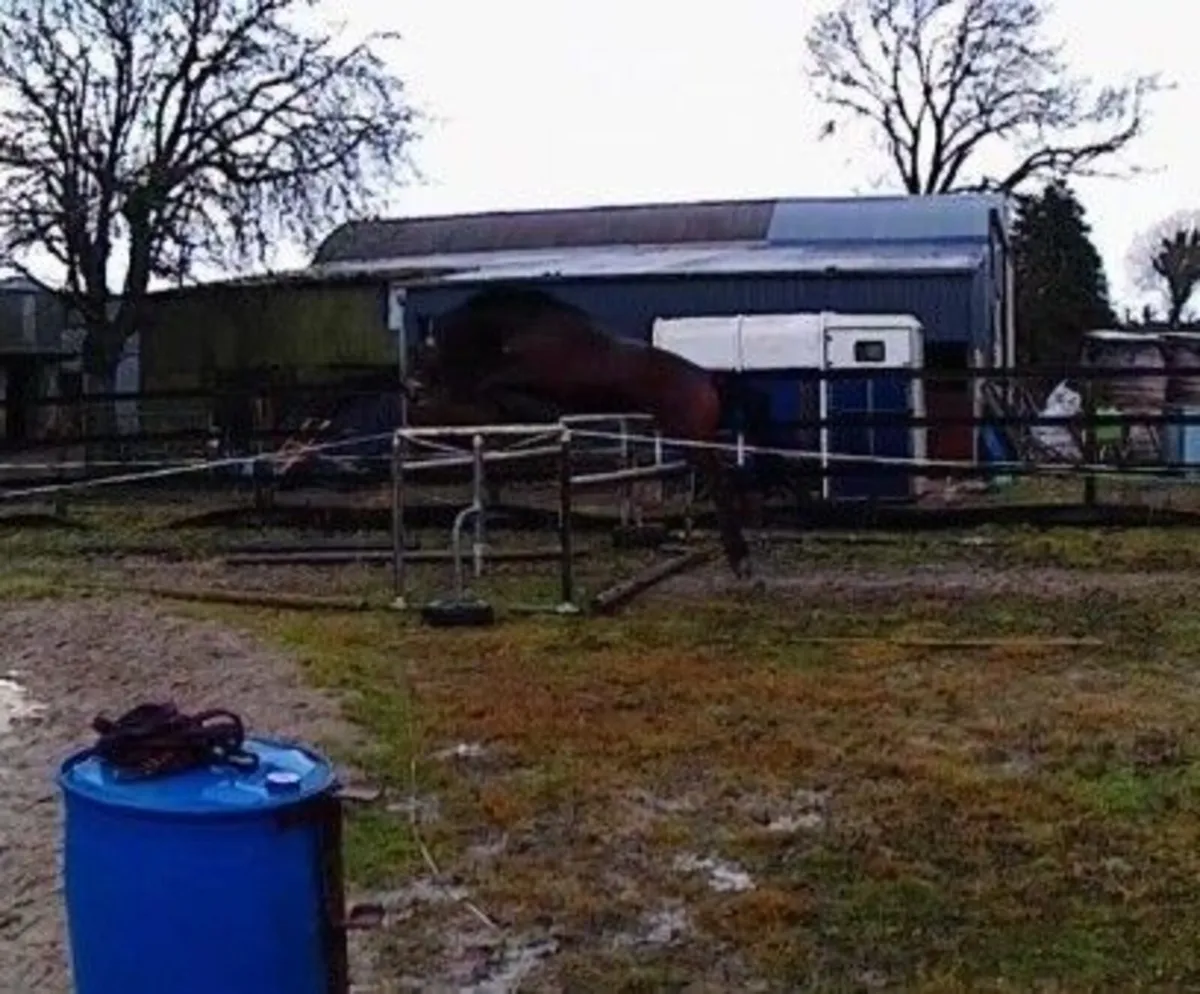 Rising 4yr old Quality Time filly *video update - Image 1