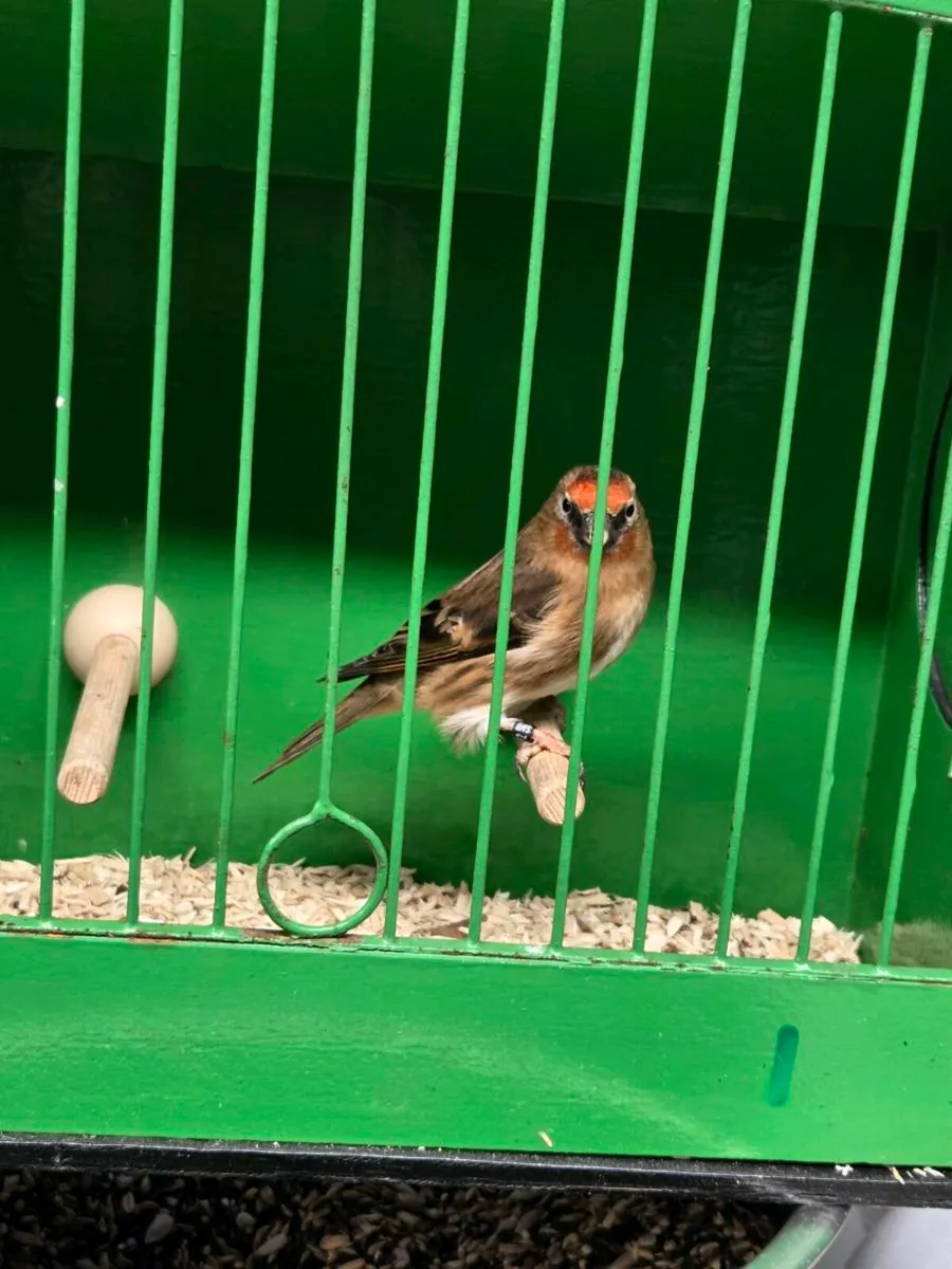 Goldfinch x redpoll - Image 1